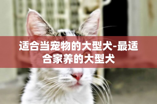 適合當寵物的大型犬-最適合家養的大型犬