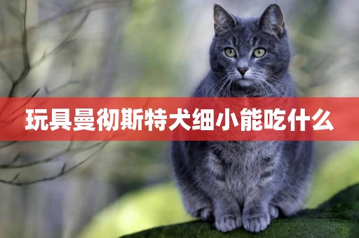 玩具曼徹斯特犬細小能吃什么