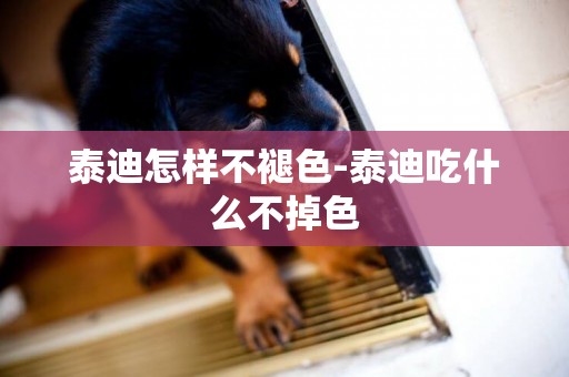 泰迪怎樣不褪色-泰迪吃什么不掉色