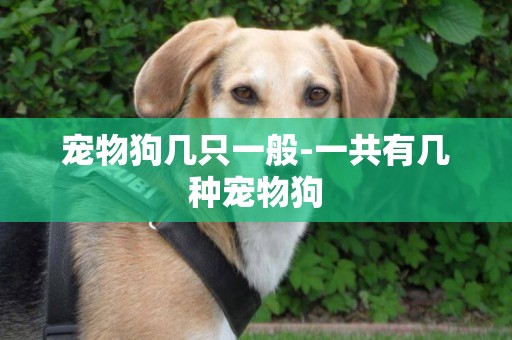 寵物狗幾只一般-一共有幾種寵物狗