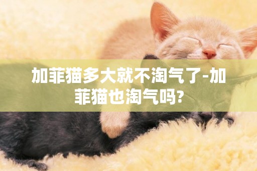 加菲貓多大就不淘氣了-加菲貓也淘氣嗎?