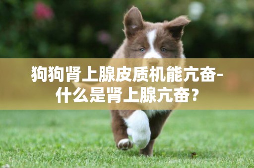 狗狗腎上腺皮質機能亢奮-什么是腎上腺亢奮？