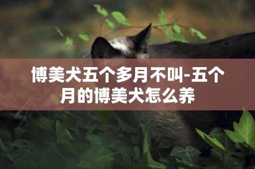 博美犬五個多月不叫-五個月的博美犬怎么養