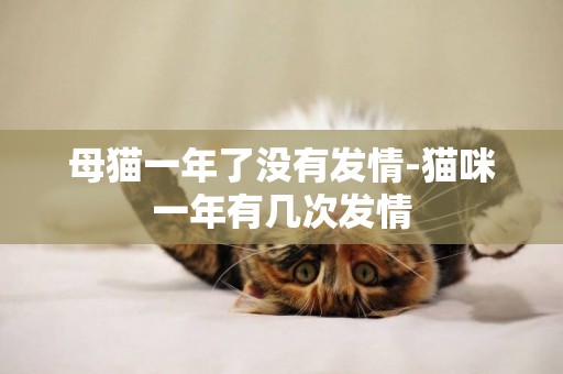 母貓一年了沒有發情-貓咪一年有幾次發情