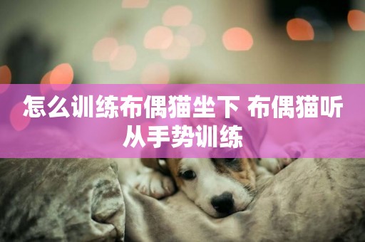 怎么訓練布偶貓坐下 布偶貓聽從手勢訓練