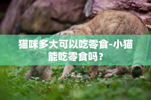 貓咪多大可以吃零食-小貓能吃零食嗎？