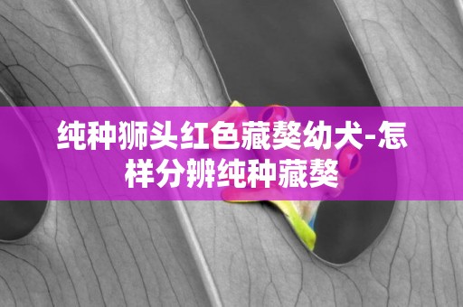純種獅頭紅色藏獒幼犬-怎樣分辨純種藏獒