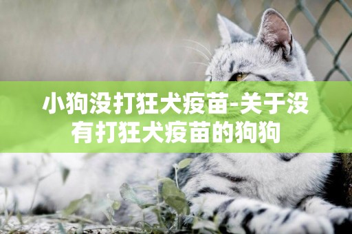 小狗沒打狂犬疫苗-關于沒有打狂犬疫苗的狗狗