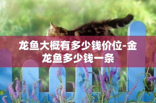 龍魚大概有多少錢價位-金龍魚多少錢一條