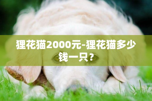 貍花貓2000元-貍花貓多少錢一只？