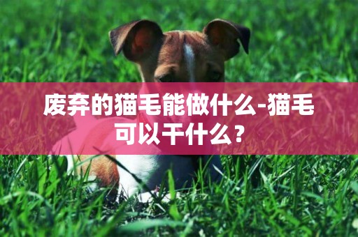 廢棄的貓毛能做什么-貓毛可以干什么？