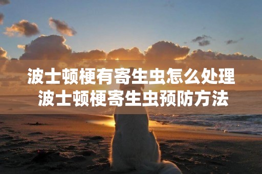 波士頓梗有寄生蟲怎么處理 波士頓梗寄生蟲預防方法