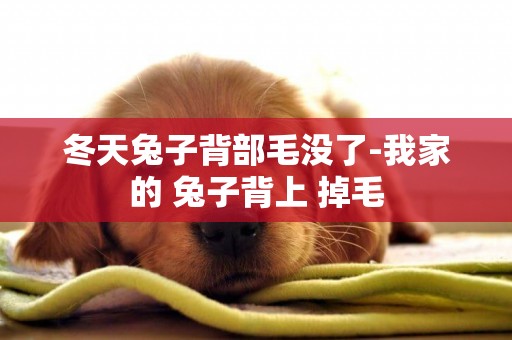 冬天兔子背部毛沒了-我家的 兔子背上 掉毛