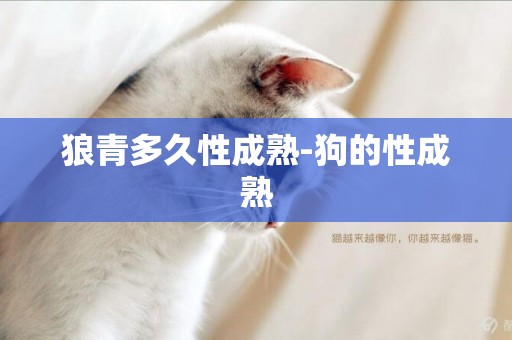 狼青多久性成熟-狗的性成熟