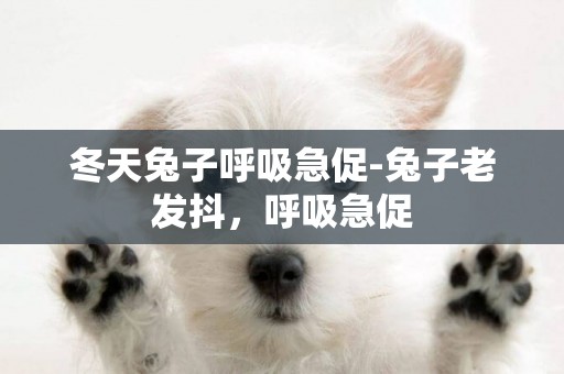 冬天兔子呼吸急促-兔子老發抖，呼吸急促