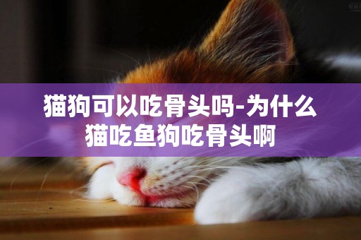 貓狗可以吃骨頭嗎-為什么貓吃魚狗吃骨頭啊
