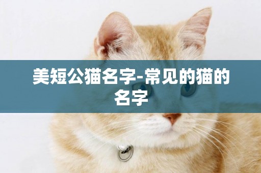 美短公貓名字-常見的貓的名字