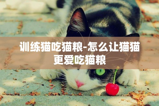 訓練貓吃貓糧-怎么讓貓貓更愛吃貓糧