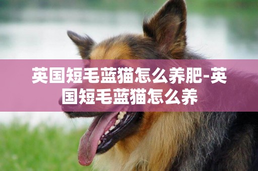 英國短毛藍貓怎么養肥-英國短毛藍貓怎么養