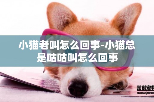 小貓老叫怎么回事-小貓總是咕咕叫怎么回事