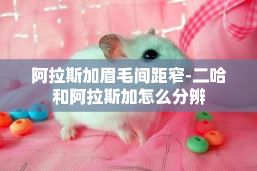 阿拉斯加眉毛間距窄-二哈和阿拉斯加怎么分辨