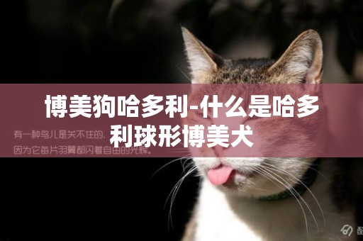 博美狗哈多利-什么是哈多利球形博美犬