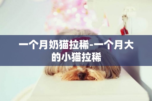 一個月奶貓拉稀-一個月大的小貓拉稀