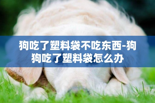 狗吃了塑料袋不吃東西-狗狗吃了塑料袋怎么辦