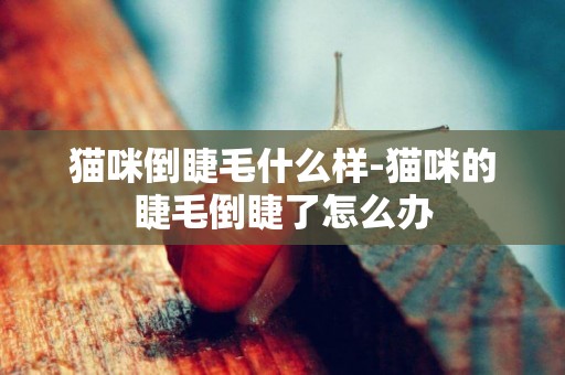 貓咪倒睫毛什么樣-貓咪的睫毛倒睫了怎么辦