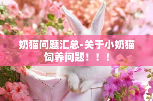 奶貓問題匯總-關于小奶貓飼養問題！！！