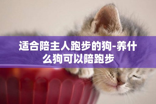 適合陪主人跑步的狗-養什么狗可以陪跑步