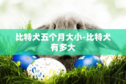 比特犬五個月大小-比特犬有多大