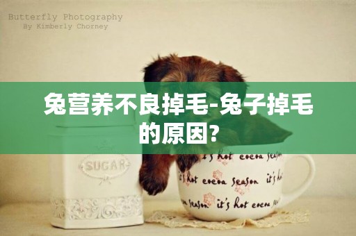 兔營養不良掉毛-兔子掉毛的原因?