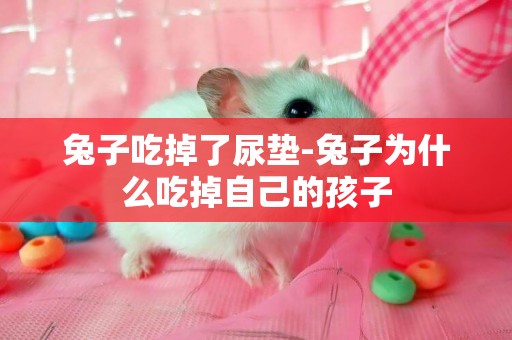 兔子吃掉了尿墊-兔子為什么吃掉自己的孩子