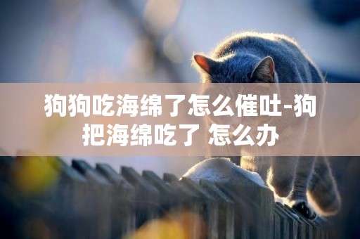 狗狗吃海綿了怎么催吐-狗把海綿吃了 怎么辦