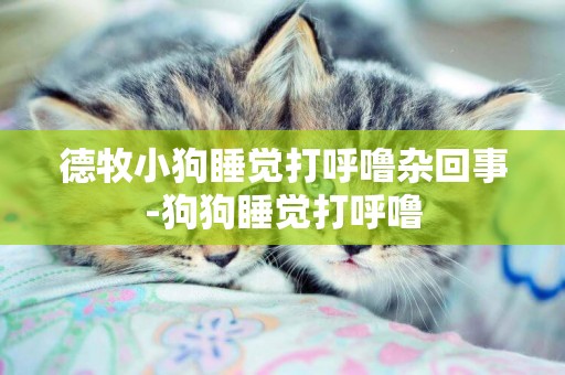德牧小狗睡覺打呼嚕雜回事-狗狗睡覺打呼嚕