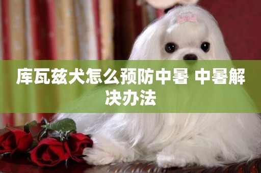庫瓦茲犬怎么預防中暑 中暑解決辦法