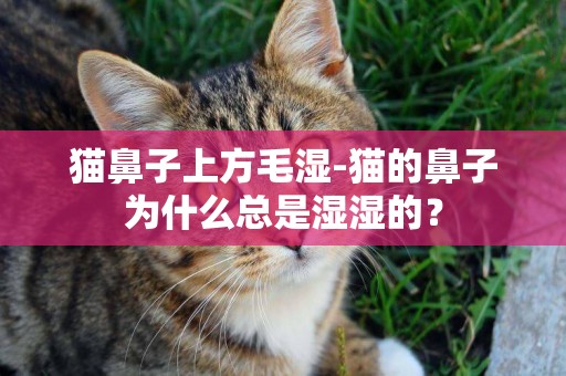 貓鼻子上方毛濕-貓的鼻子為什么總是濕濕的？