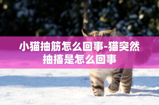 小貓抽筋怎么回事-貓突然抽搐是怎么回事