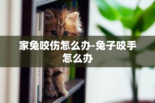 家兔咬傷怎么辦-兔子咬手怎么辦