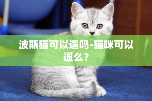 波斯貓可以遛嗎-貓咪可以遛么？