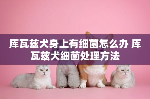 庫瓦茲犬身上有細菌怎么辦 庫瓦茲犬細菌處理方法