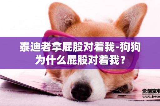 泰迪老拿屁股對著我-狗狗為什么屁股對著我？