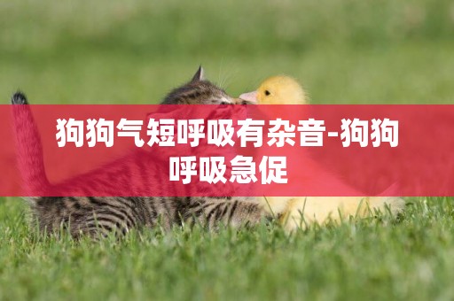狗狗氣短呼吸有雜音-狗狗呼吸急促
