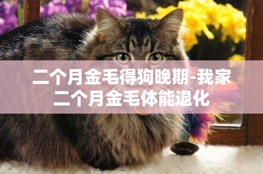 二個月金毛得狗晚期-我家二個月金毛體能退化