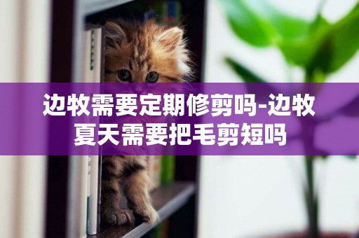 邊牧需要定期修剪嗎-邊牧夏天需要把毛剪短嗎