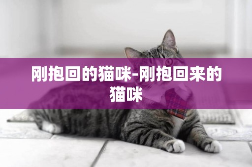 剛抱回的貓咪-剛抱回來的貓咪