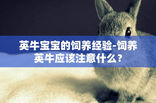 英牛寶寶的飼養經驗-飼養英牛應該注意什么？