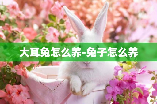 大耳兔怎么養-兔子怎么養