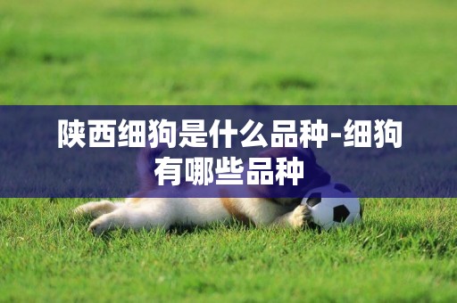 陜西細狗是什么品種-細狗有哪些品種